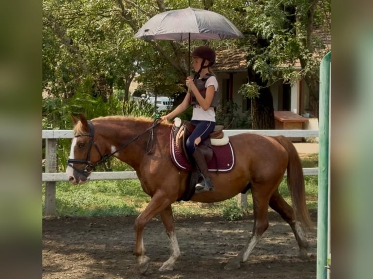 Haflinger Mestizo Caballo castrado 8 años 145 cm Alazán in Neu gaarz