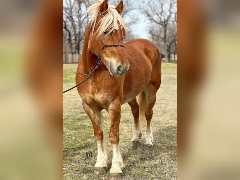 Haflinger Caballo castrado 8 años 145 cm Alazán-tostado in Jacksboro TX