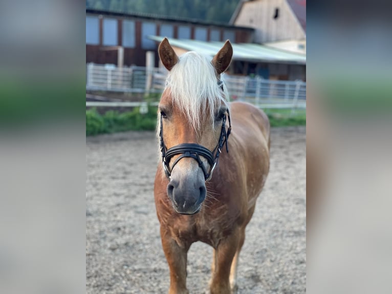Haflinger Caballo castrado 8 años 145 cm  in Spielberg