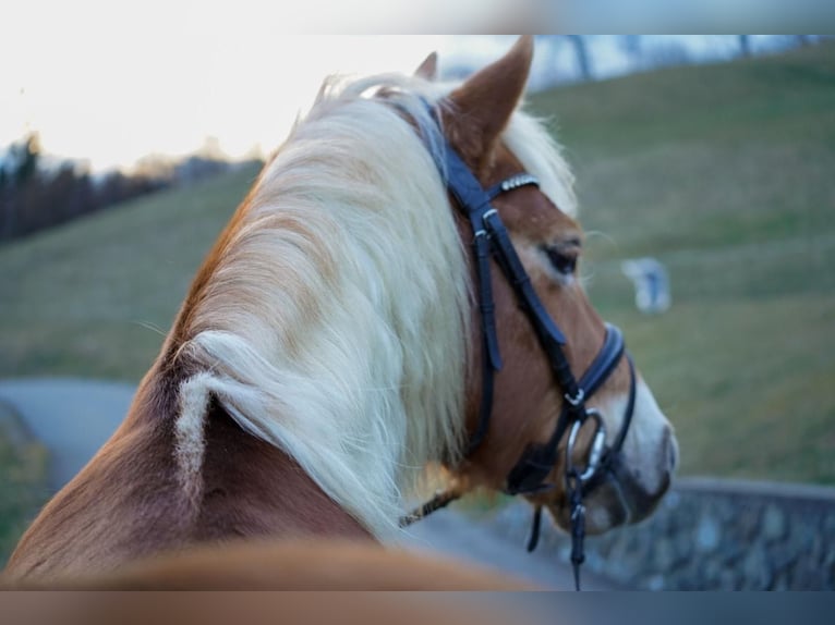 Haflinger Caballo castrado 8 años 145 cm  in Spielberg