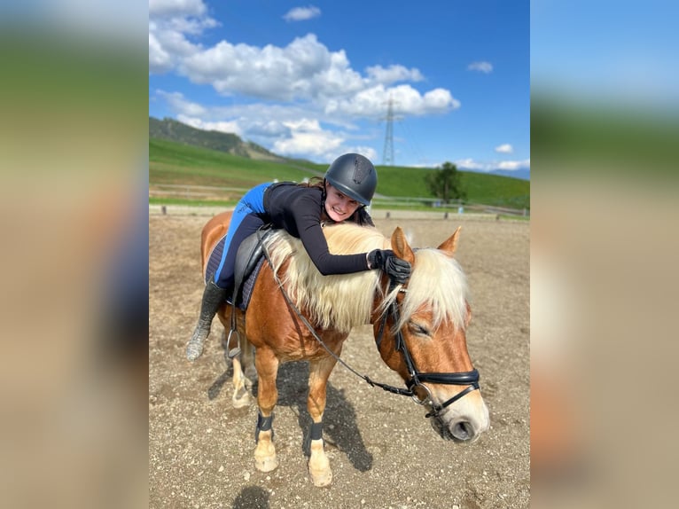 Haflinger Caballo castrado 8 años 145 cm  in Spielberg