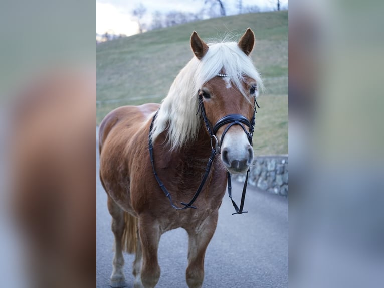 Haflinger Caballo castrado 8 años 145 cm  in Spielberg