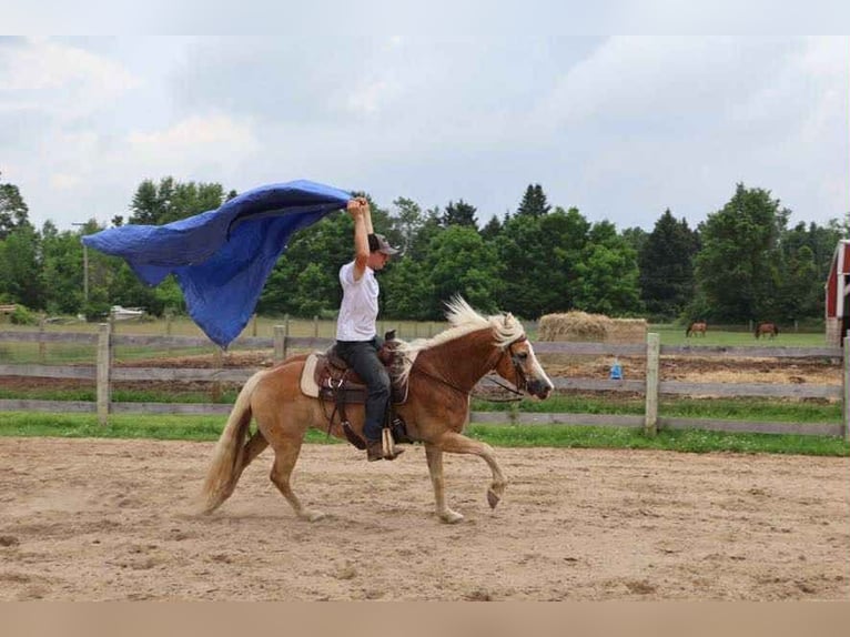 Haflinger Caballo castrado 8 años 145 cm Palomino in Howell, MI