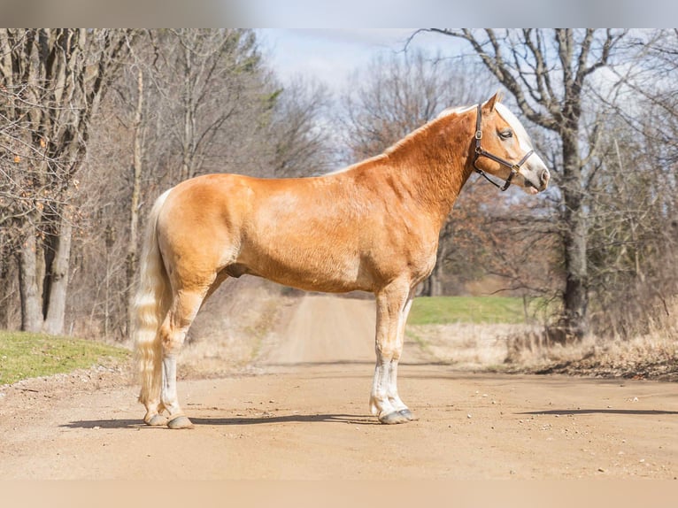 Haflinger Caballo castrado 8 años 145 cm Palomino in Howell, MI