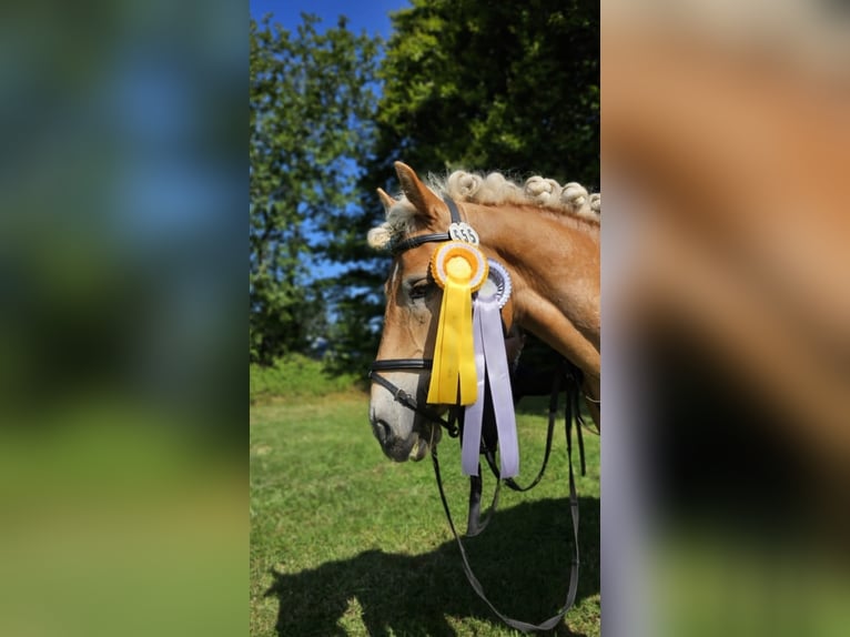 Haflinger Caballo castrado 8 años 147 cm Alazán rojizo in Langwedel