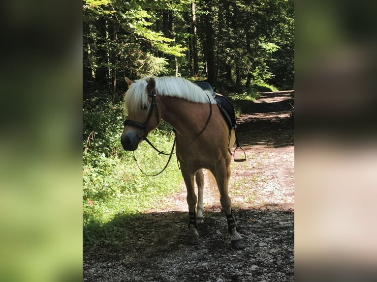 Haflinger Caballo castrado 8 años 147 cm Alazán rojizo in Thalgau