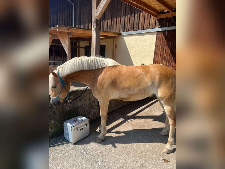 Haflinger Caballo castrado 8 años 147 cm Alazán rojizo in Thalgau