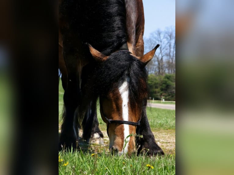 Haflinger Caballo castrado 8 años 147 cm Buckskin/Bayo in Dundee OH