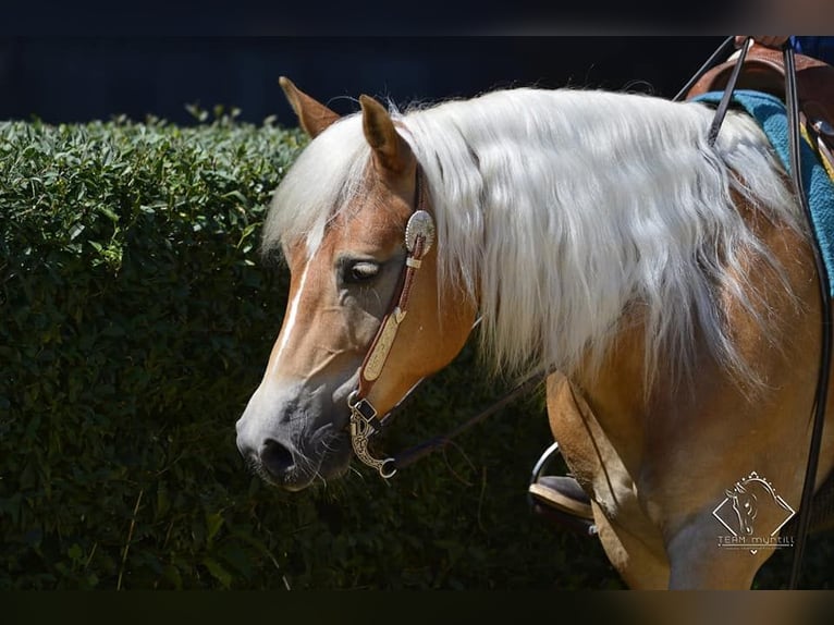 Haflinger Caballo castrado 8 años 148 cm Alazán in Eppan an der Weinstraße