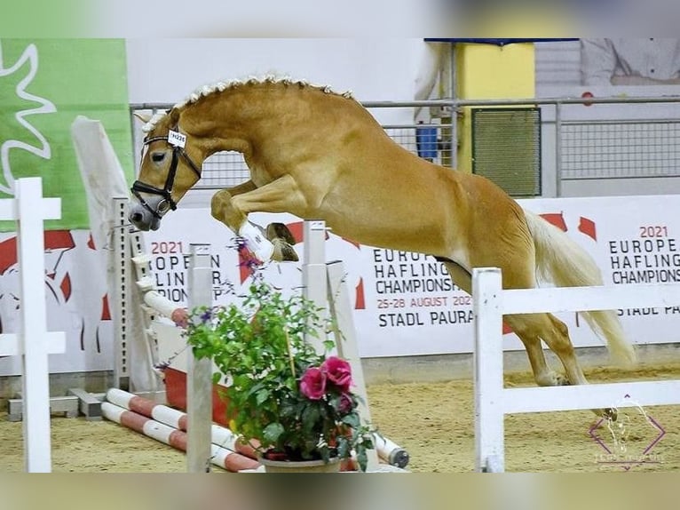 Haflinger Caballo castrado 8 años 149 cm Alazán in Bozen/Südtirol