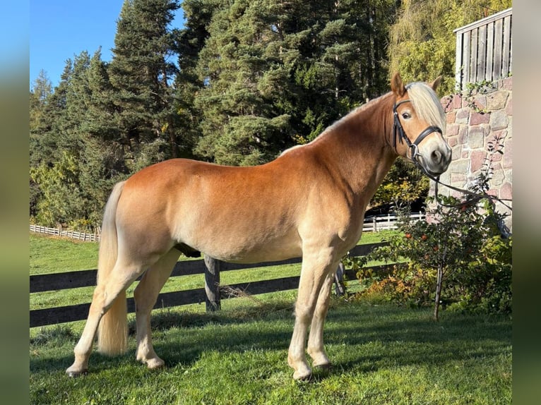 Haflinger Caballo castrado 8 años 149 cm Alazán in Bozen/Südtirol