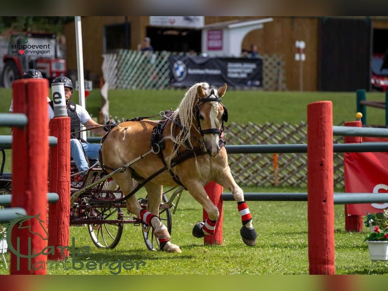 Haflinger Caballo castrado 8 años 152 cm in Zistersdorf