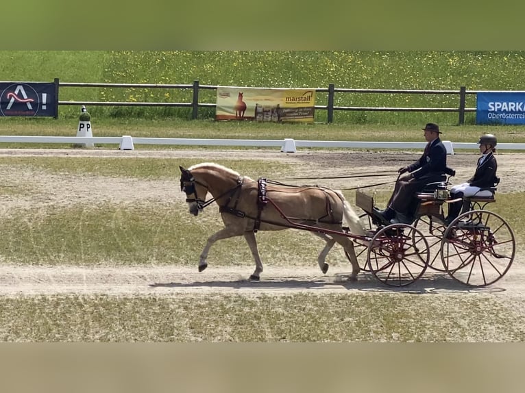 Haflinger Caballo castrado 8 años 152 cm in Zistersdorf