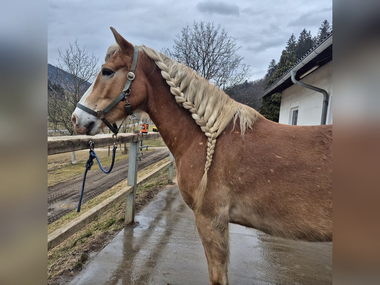 Haflinger Caballo castrado 8 años 152 cm Perlino in Wolfsberg