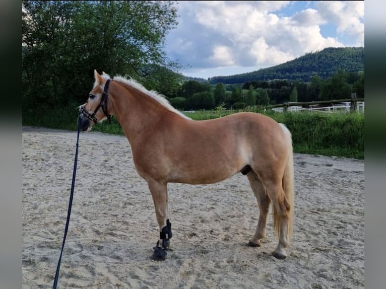 Haflinger Caballo castrado 8 años 155 cm Alazán in Langelsheim