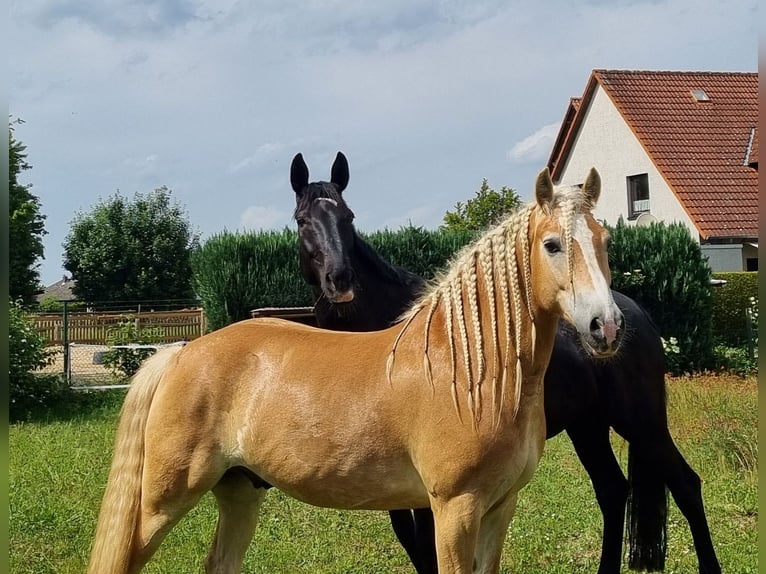 Haflinger Caballo castrado 8 años 155 cm Alazán in Langelsheim