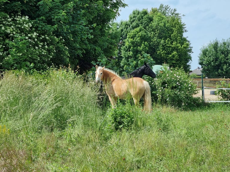 Haflinger Caballo castrado 8 años 155 cm Alazán in Langelsheim