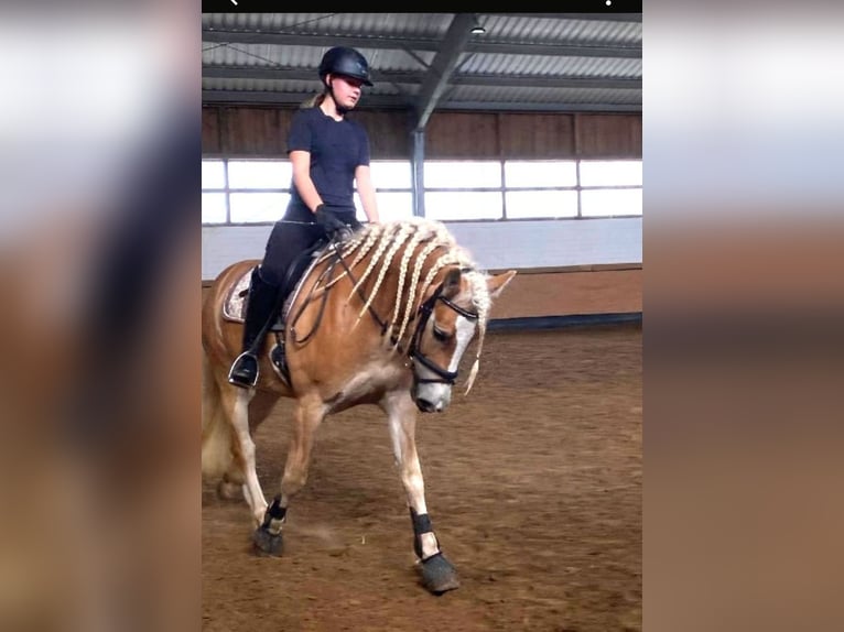 Haflinger Caballo castrado 8 años 155 cm Alazán in Langelsheim