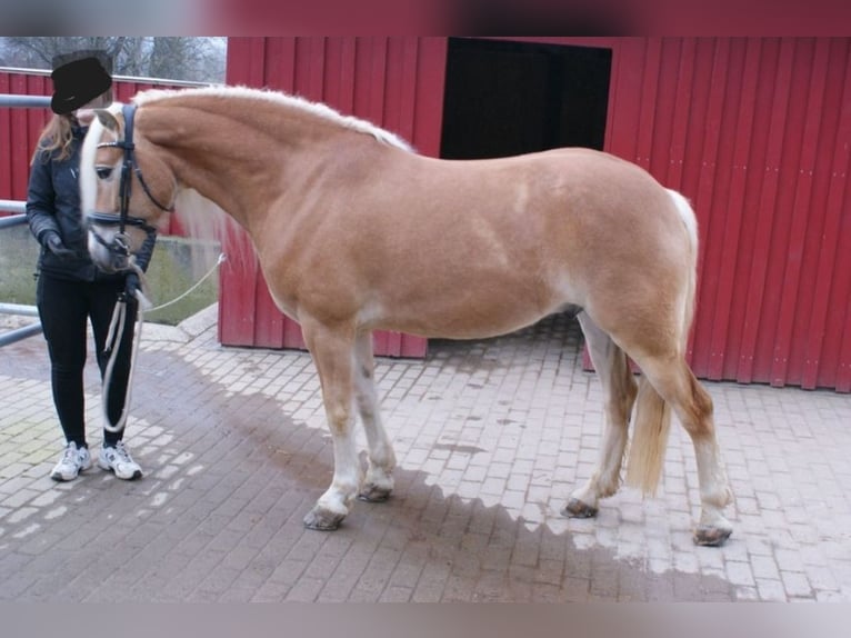 Haflinger Caballo castrado 8 años 155 cm Alazán in Langelsheim