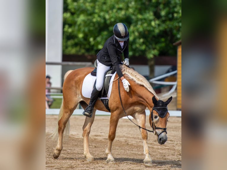 Haflinger Caballo castrado 8 años 155 cm Palomino in Brno