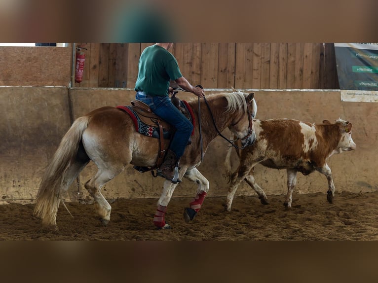 Haflinger Caballo castrado 8 años 156 cm in Ottenhofen