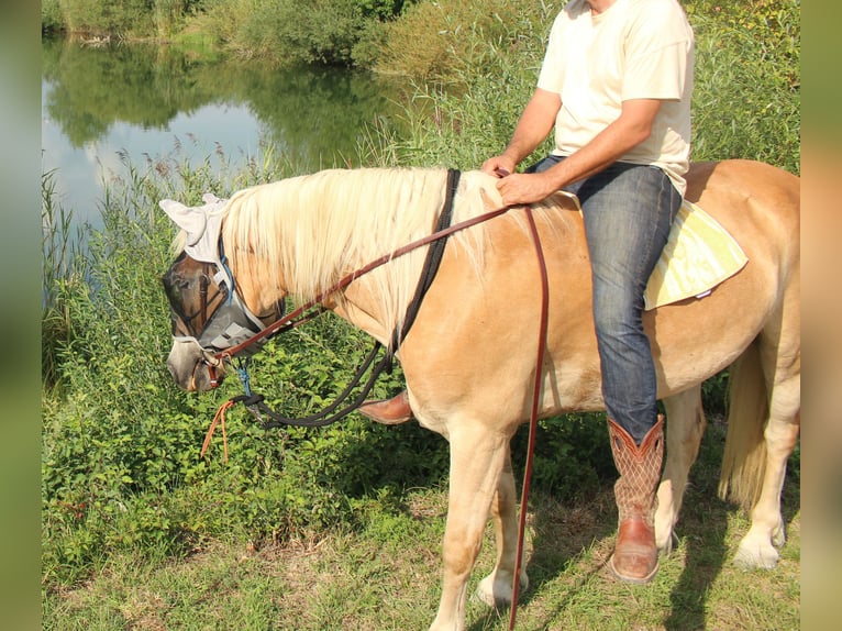 Haflinger Caballo castrado 8 años 156 cm in Ottenhofen