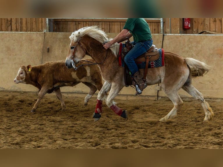 Haflinger Caballo castrado 8 años 156 cm in Ottenhofen