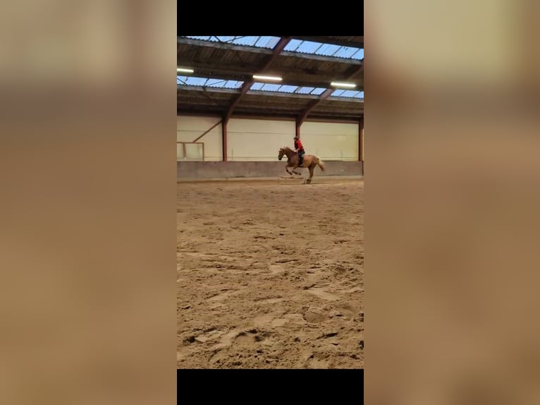 Haflinger Mestizo Caballo castrado 8 años 160 cm  in Breda