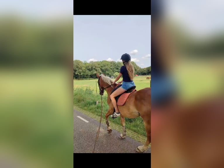 Haflinger Mestizo Caballo castrado 8 años 160 cm  in Breda