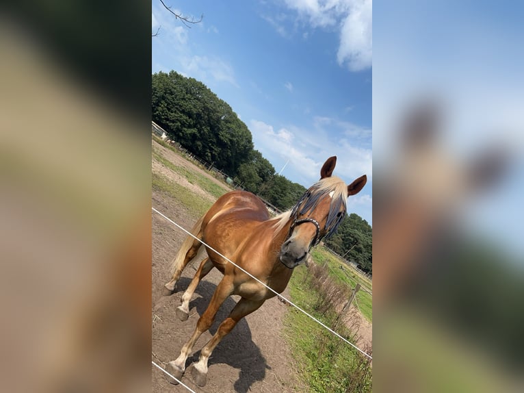 Haflinger Mestizo Caballo castrado 8 años 160 cm in Breda