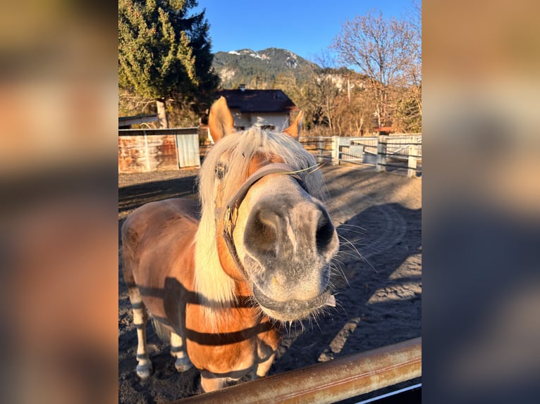 Haflinger Caballo castrado 8 años 160 cm  in Reutte