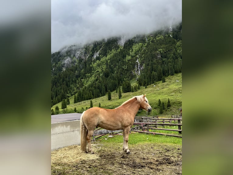 Haflinger Caballo castrado 8 años Alazán in Altenmarkt