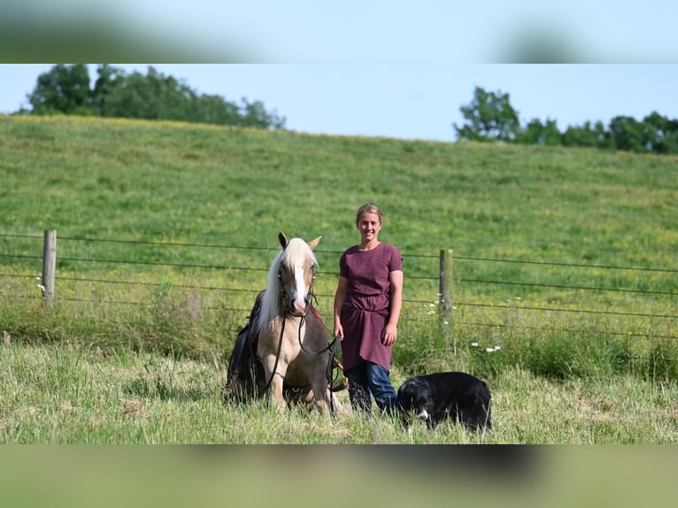 Haflinger Caballo castrado 8 años Alazán rojizo in Millersburg OH