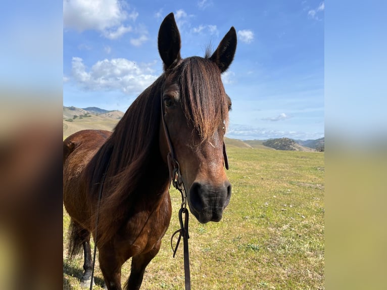 Haflinger Caballo castrado 8 años Castaño rojizo in Bitterwater, CA