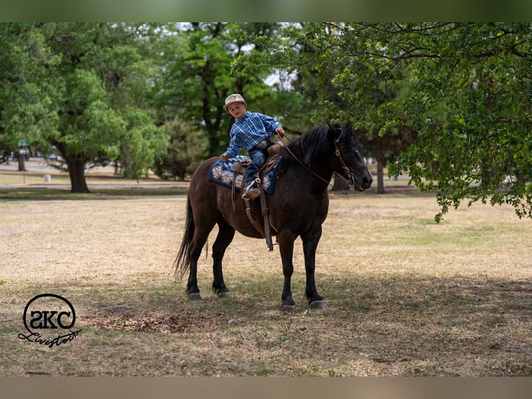 Haflinger Mestizo Caballo castrado 8 años Negro in Canyon, TX