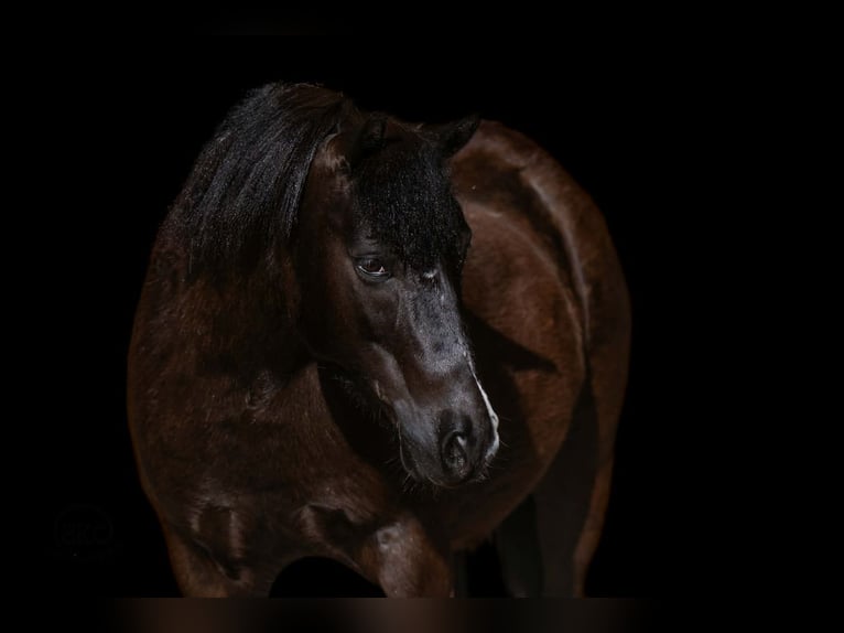 Haflinger Mestizo Caballo castrado 8 años Negro in Canyon, TX