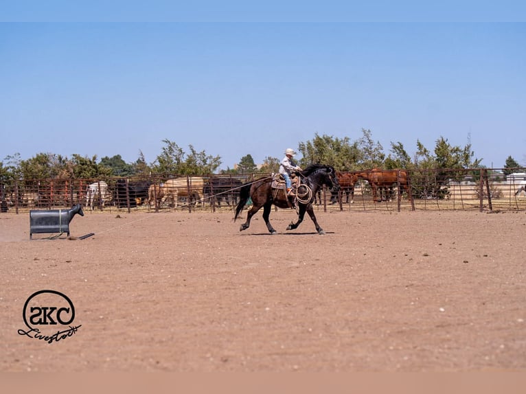 Haflinger Mestizo Caballo castrado 8 años Negro in Canyon, TX