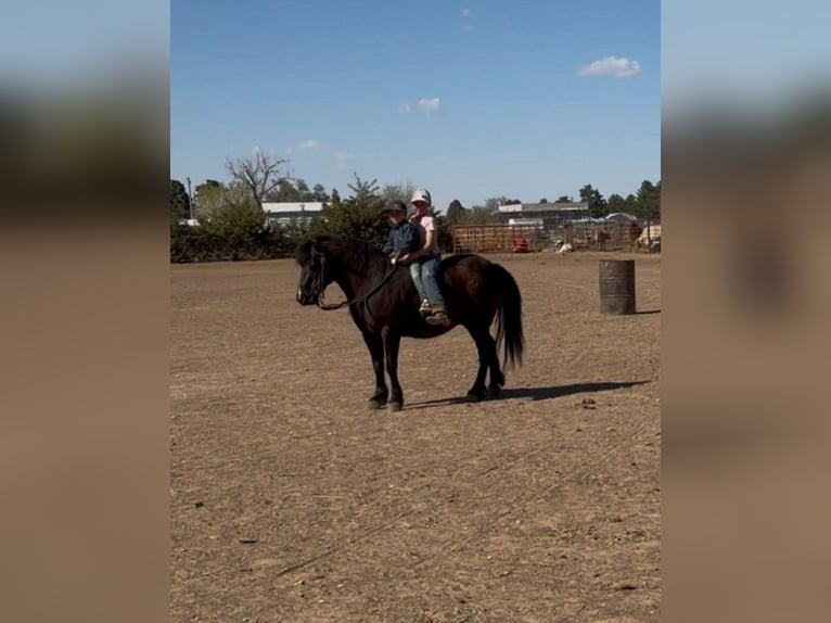 Haflinger Mestizo Caballo castrado 8 años Negro in Canyon, TX