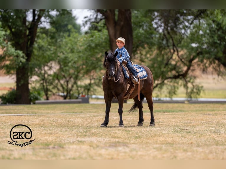 Haflinger Mestizo Caballo castrado 8 años Negro in Canyon, TX