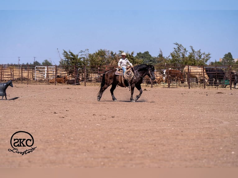 Haflinger Mestizo Caballo castrado 8 años Negro in Canyon, TX