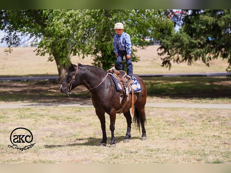 Haflinger Mestizo Caballo castrado 8 años Negro in Canyon, TX