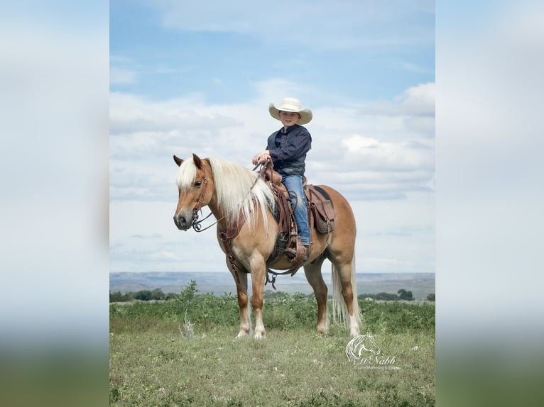 Haflinger Mestizo Caballo castrado 9 años 130 cm Alazán rojizo in Cody, WY