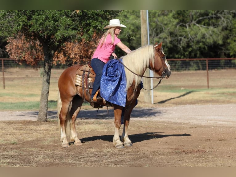 Haflinger Caballo castrado 9 años 132 cm Palomino in Joshua, TX