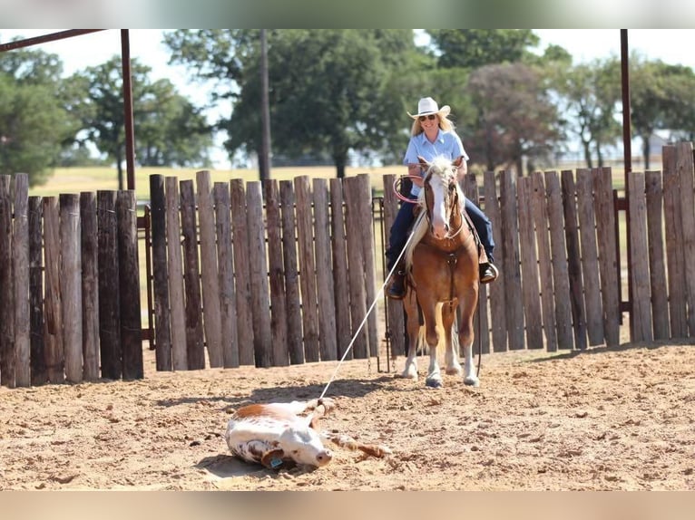 Haflinger Caballo castrado 9 años 132 cm Palomino in Joshua, TX