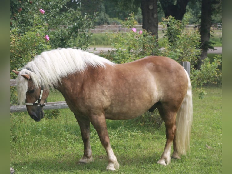 Haflinger Caballo castrado 9 años 137 cm in Fergus Falls, MN