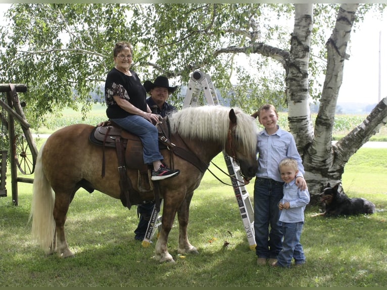 Haflinger Caballo castrado 9 años 137 cm in Fergus Falls, MN