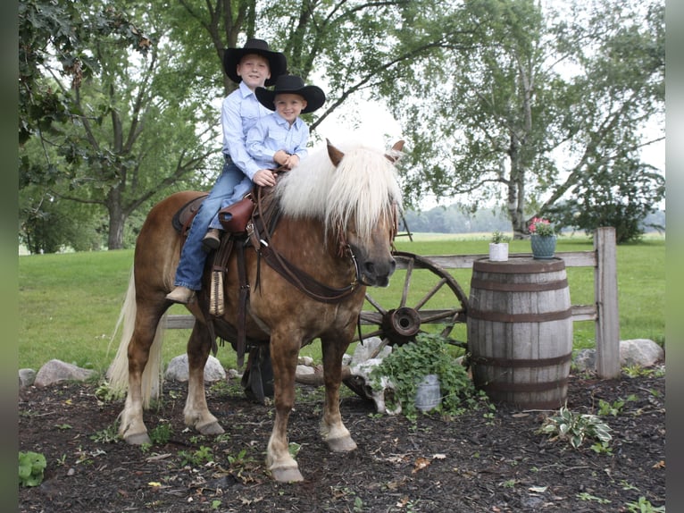 Haflinger Caballo castrado 9 años 137 cm in Fergus Falls, MN