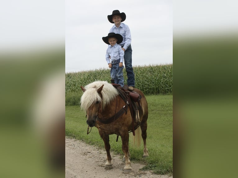 Haflinger Caballo castrado 9 años 137 cm in Fergus Falls, MN