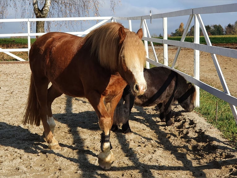 Haflinger Mestizo Caballo castrado 9 años 145 cm Bayo in Königsfeld im Schwarzwald