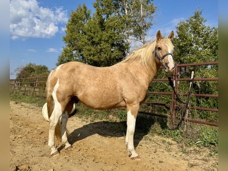 Haflinger Mestizo Caballo castrado 9 años 145 cm Palomino in River Falls